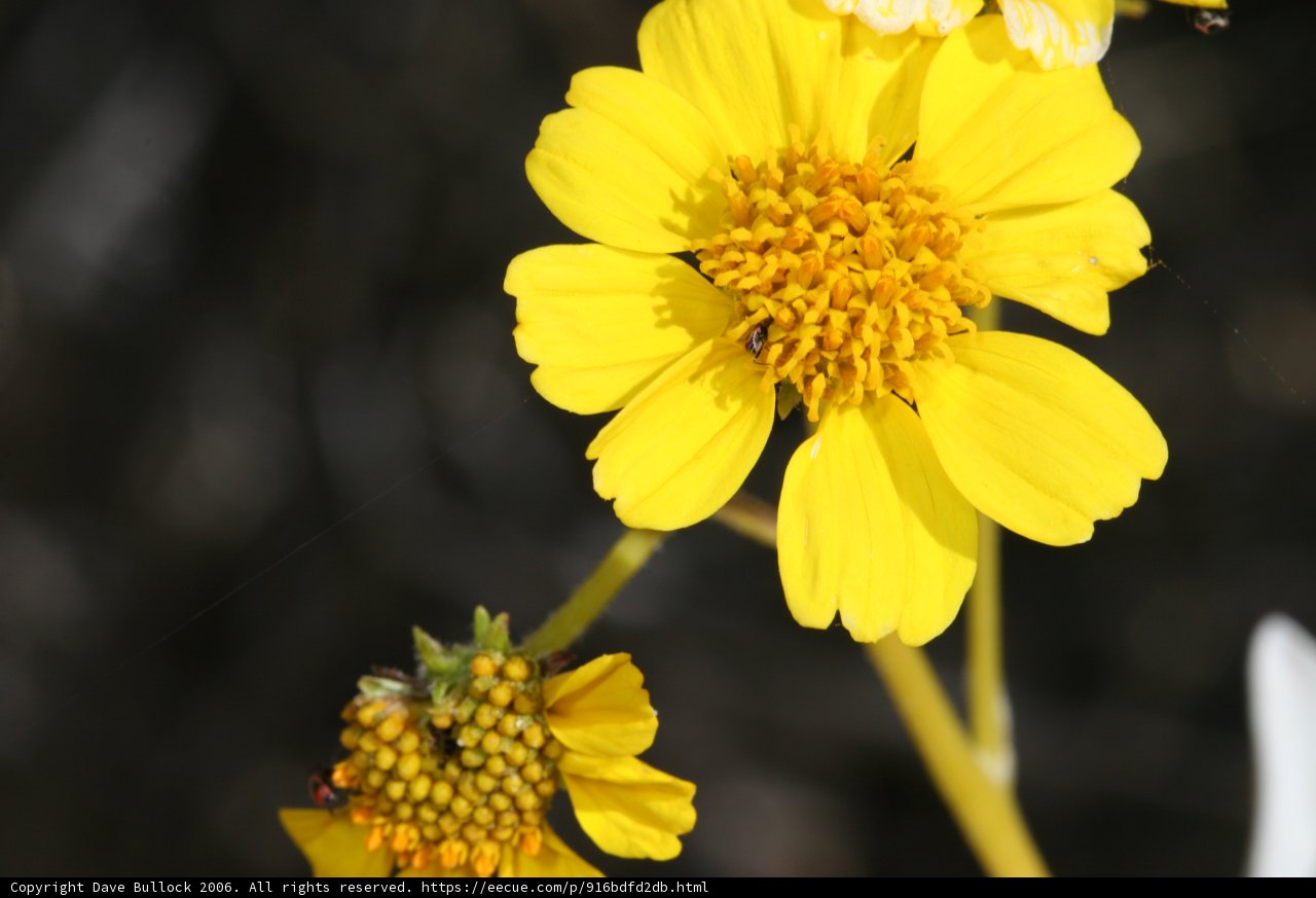 Pollination in Progress