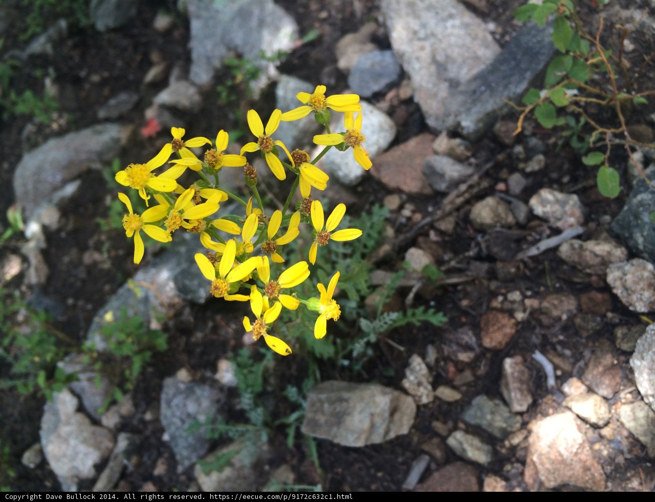 Sunny Yellow Flower Amongst the Rocks