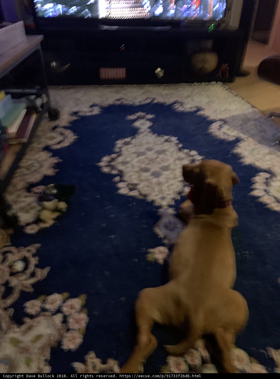 Furry Couch Potato