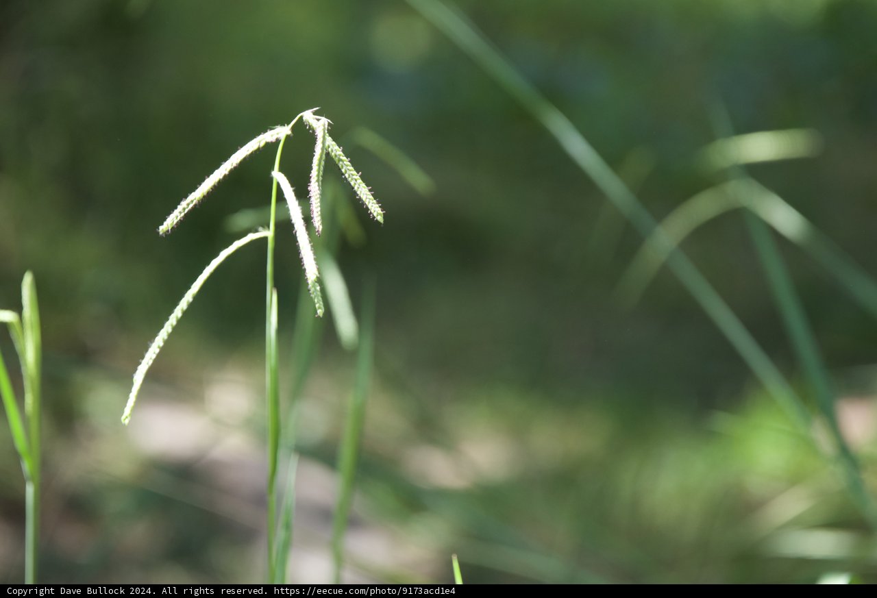 Whisper of the Grass