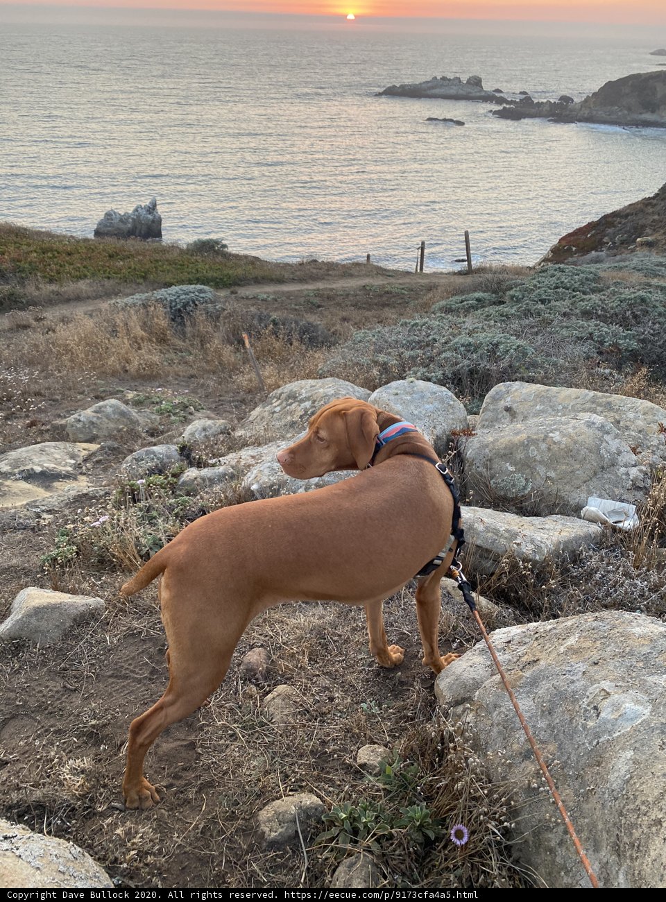 Rocky Beach Companion