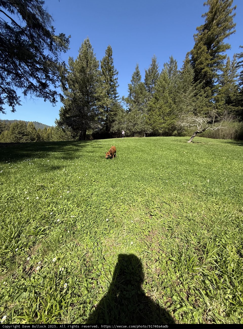 A Serene Morning in Guerneville