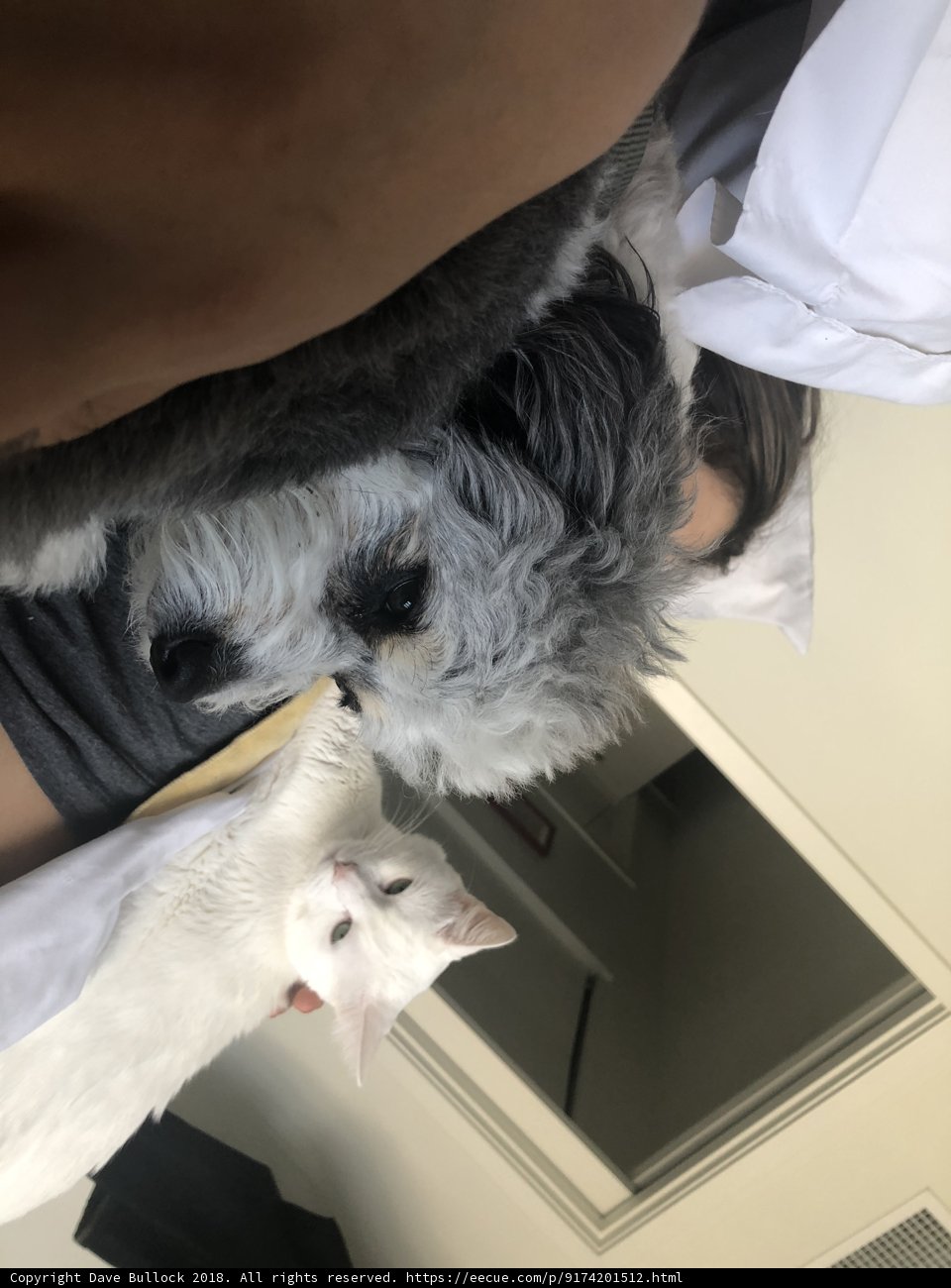 Furry Friends on the Bed
