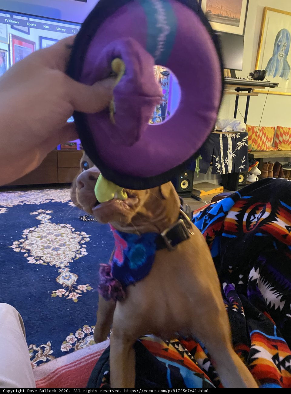 Playtime with Puppy