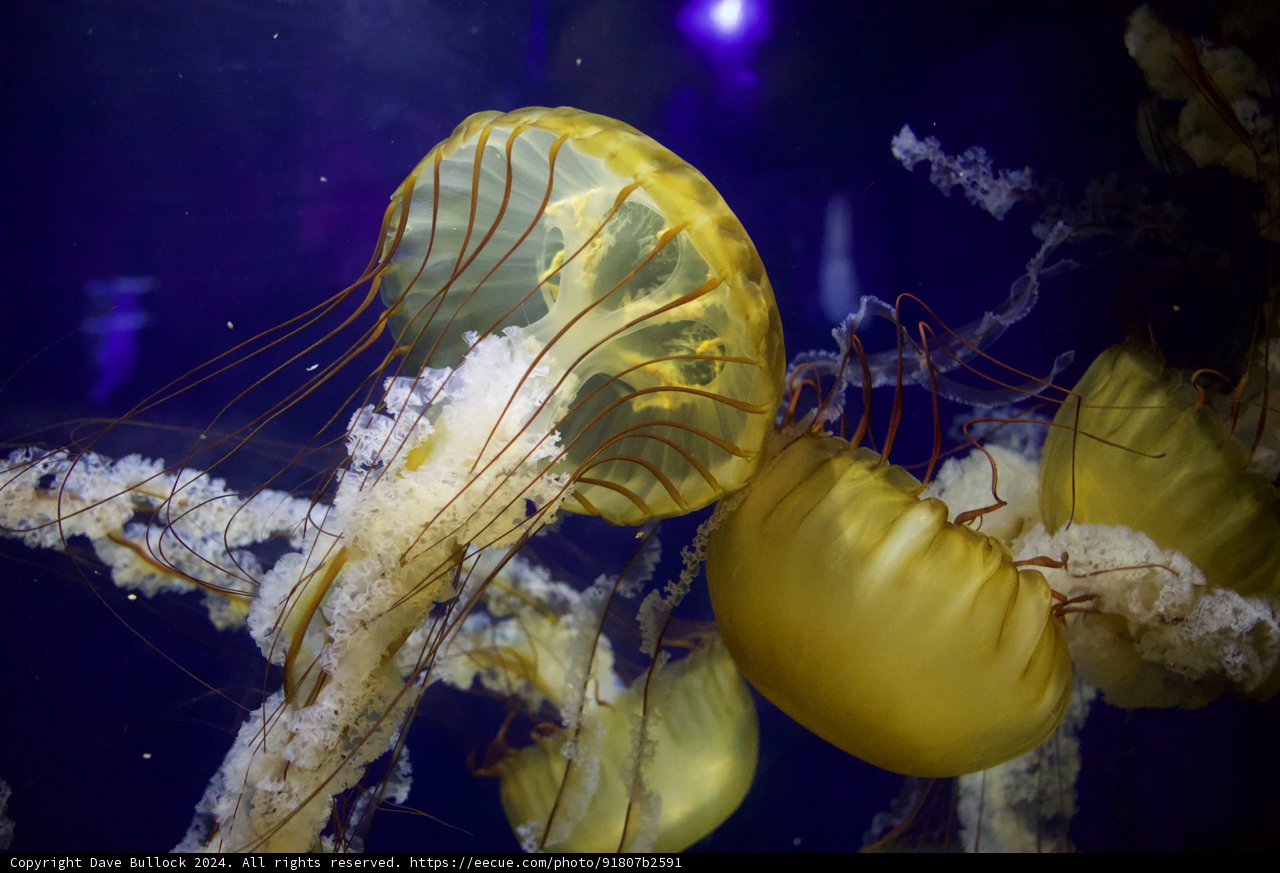 Radiant Wonders of the Deep - The Jellyfish Ballet