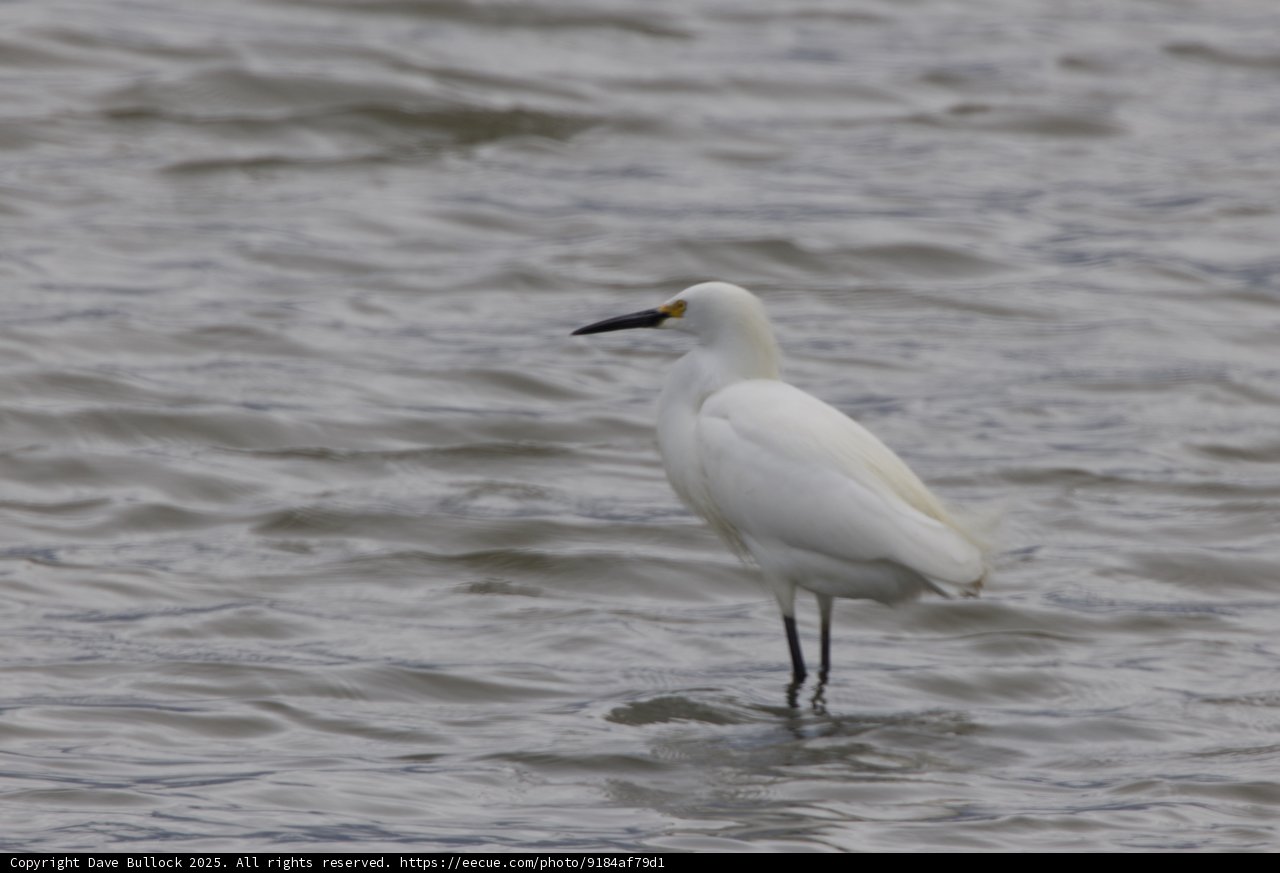 Majestic Presence at San Pablo Bay