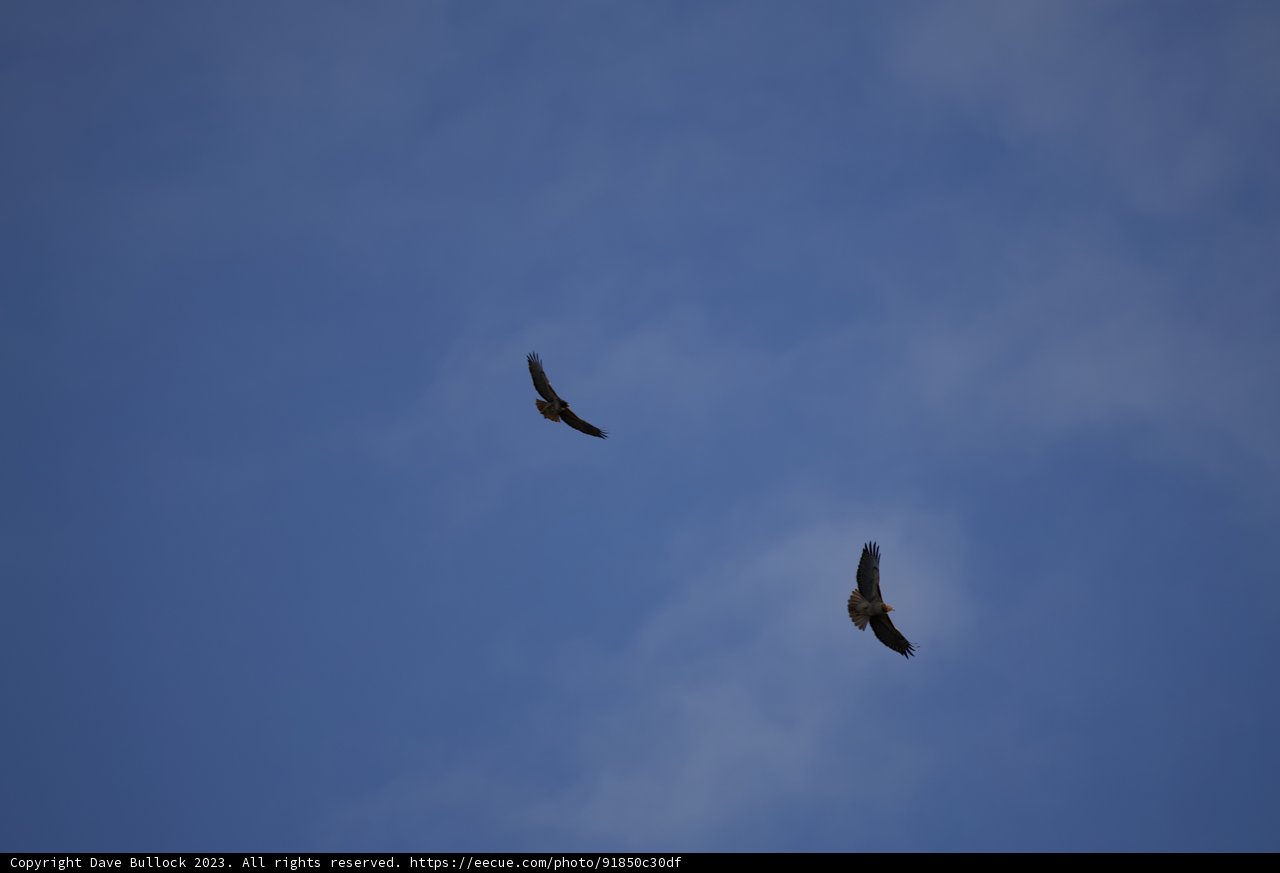 Serene Sky Sailing: Lake Merced's Avian Acrobats