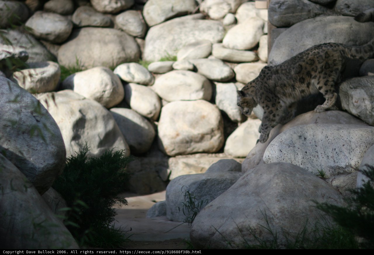 Majestic Snow Leopard on Rocky Terrain