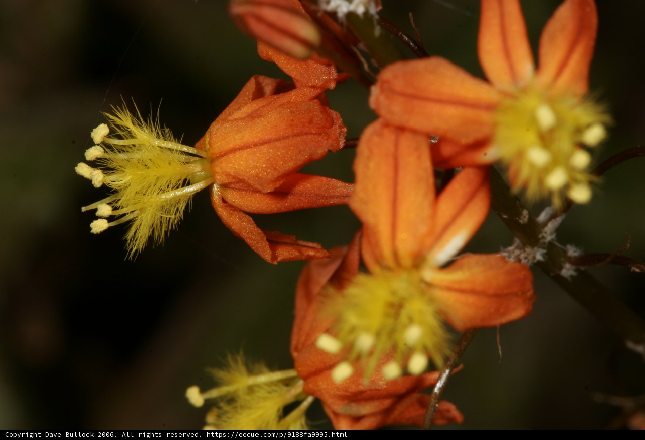 Vibrant Orange Flowers with Yellow Centers
