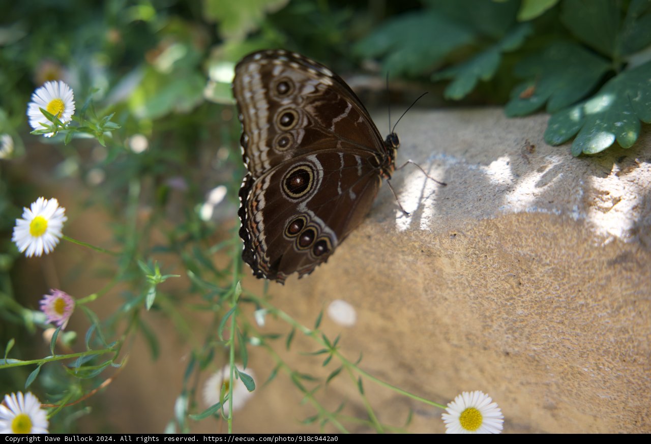 Garden Grace
