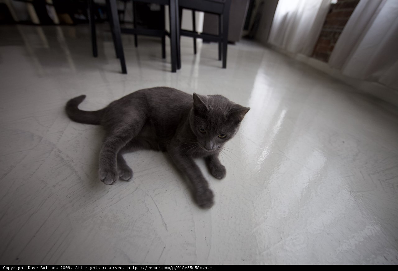 Lazy Gray Cat on Hardwood Flooring