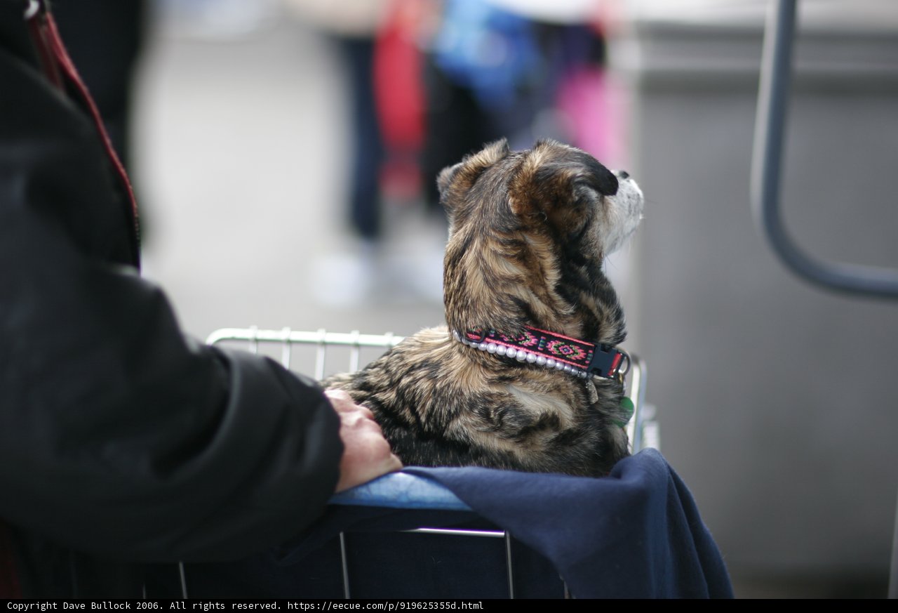 Pooch in the Cart