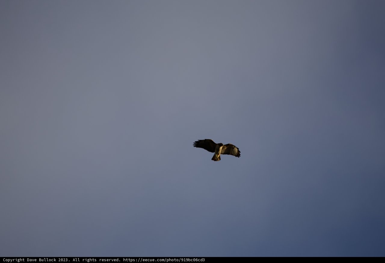 Soaring Majesty of Lake Merced