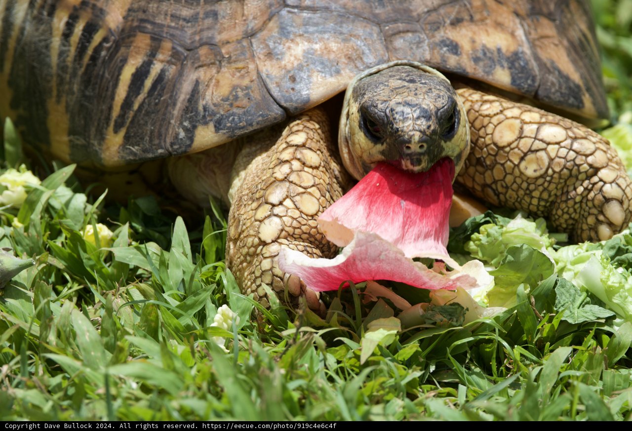 Lunchtime Leisure at the Honolulu Zoo