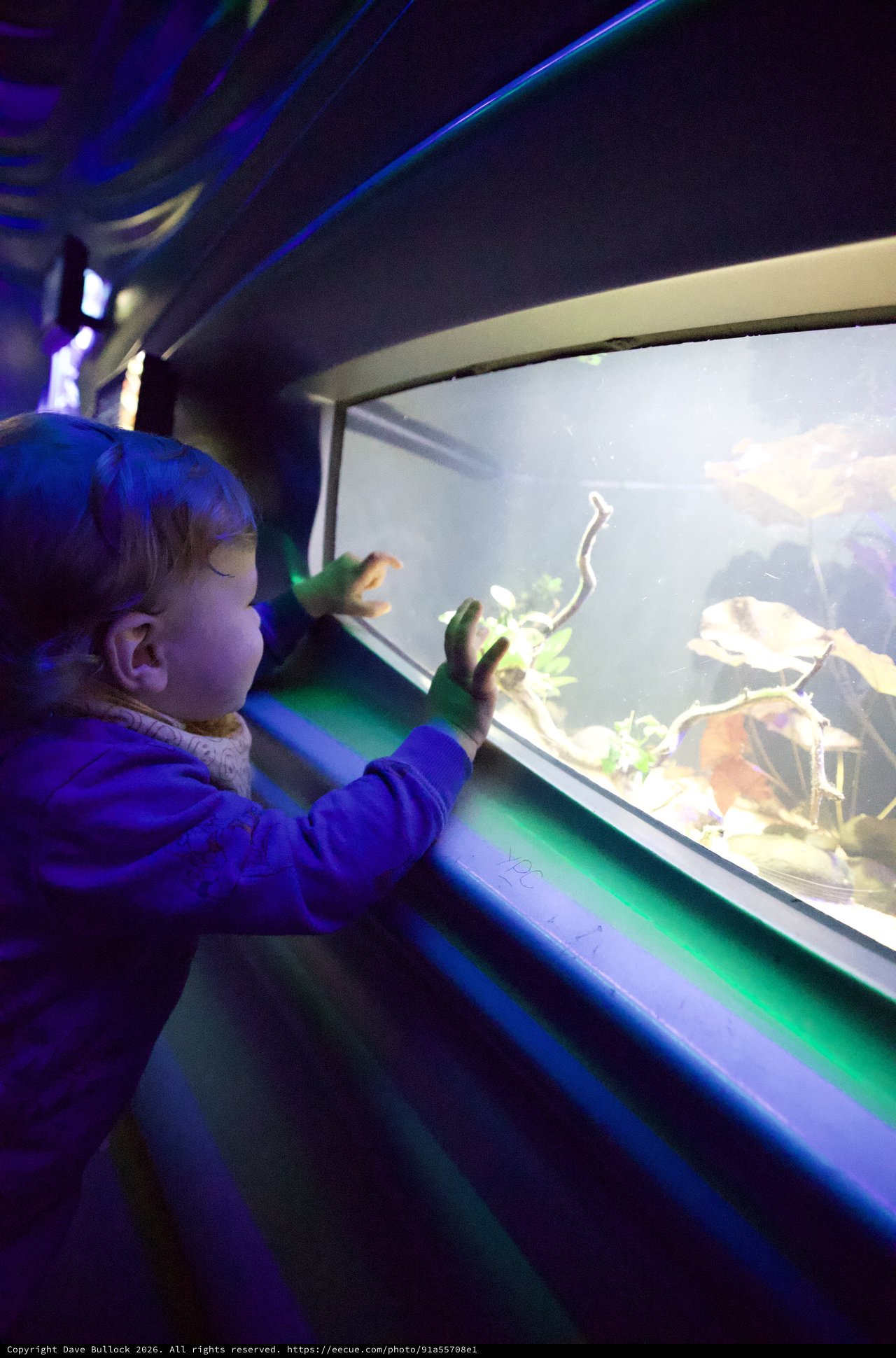 Young Child Discovers Marine Life at Aquarium Exhibit