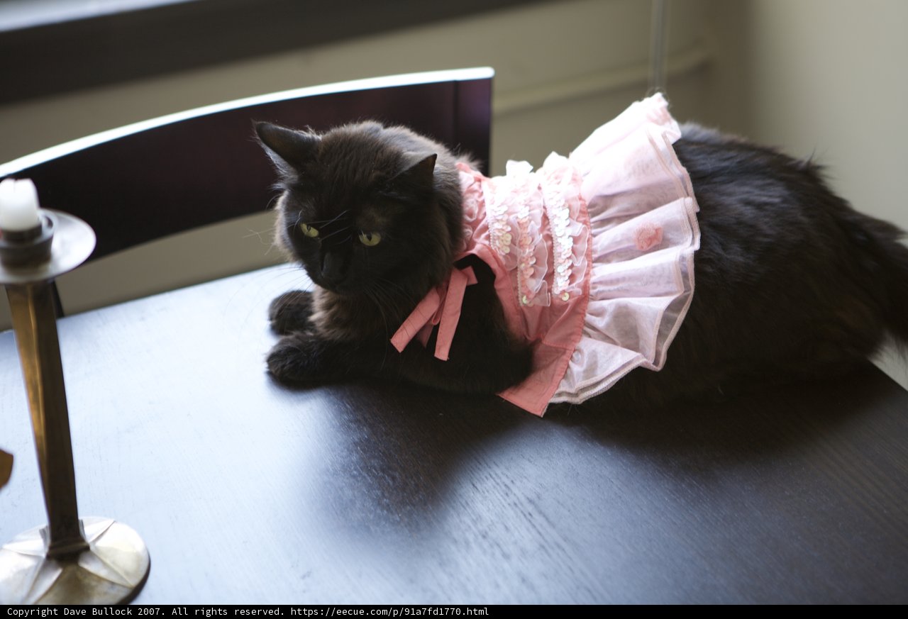 Isabella the Ballerina Cat