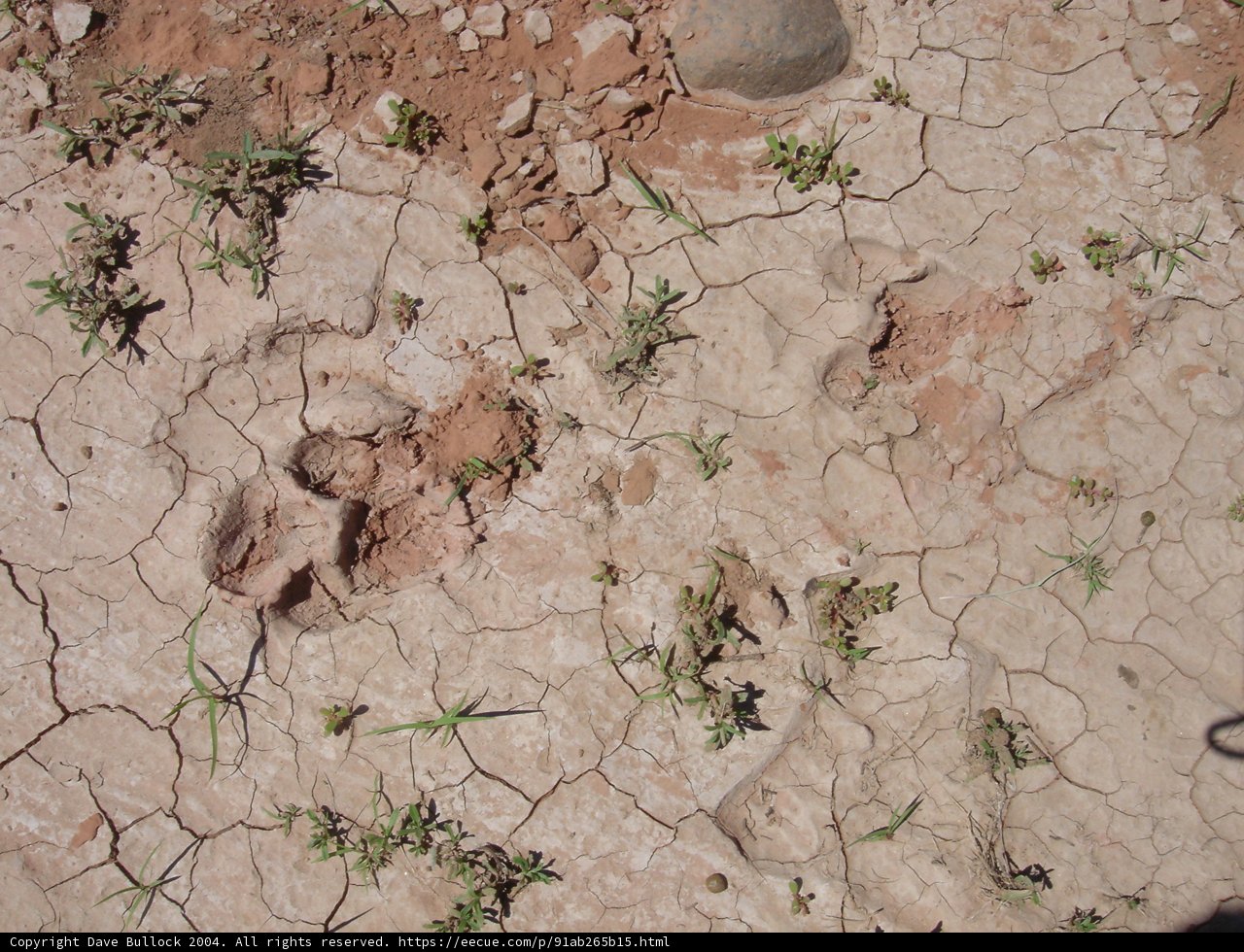 Barren Land
