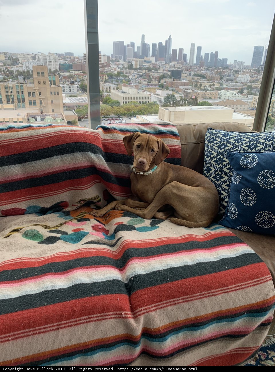 Cozy Canine on the City Couch