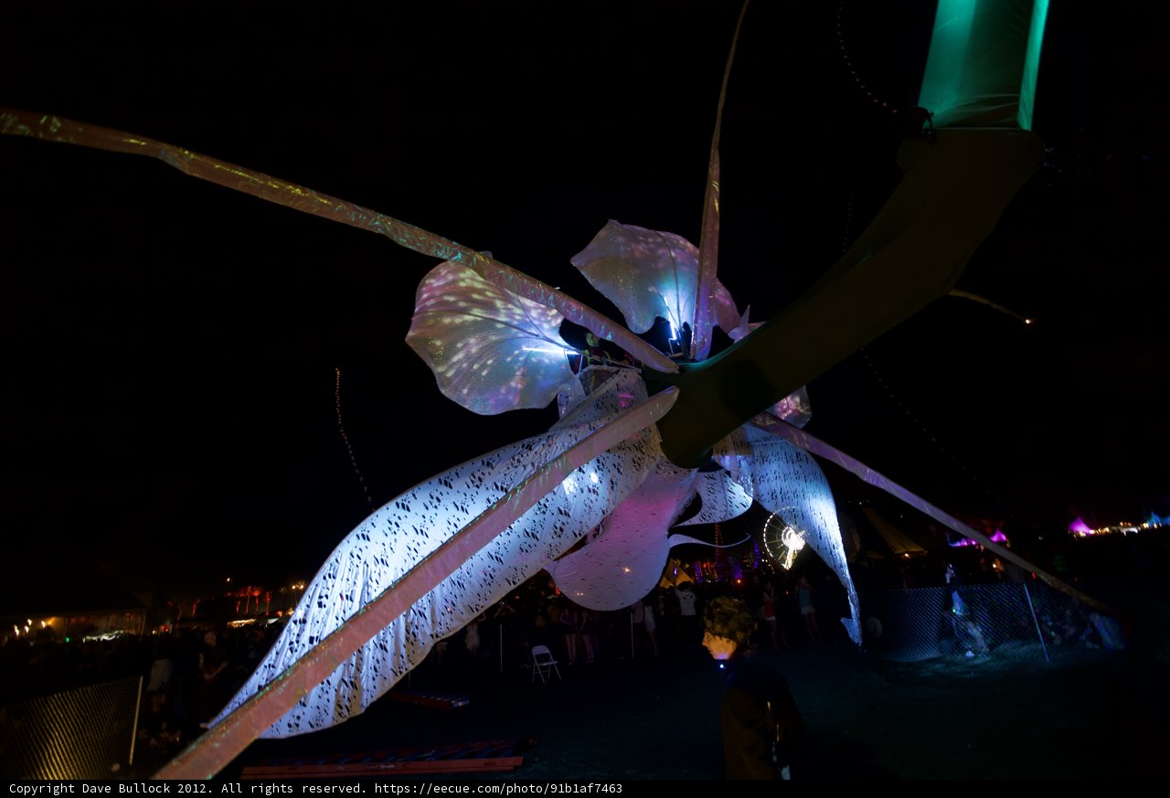 Illuminated Insect