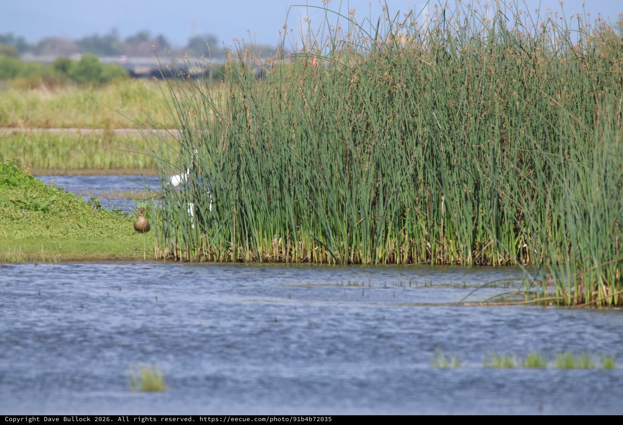 Wetland Birds Among Tall Reeds and Open Water