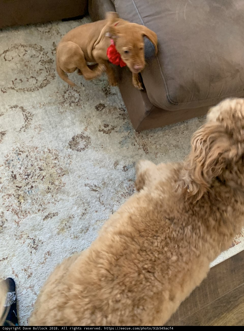 Playtime on the Couch