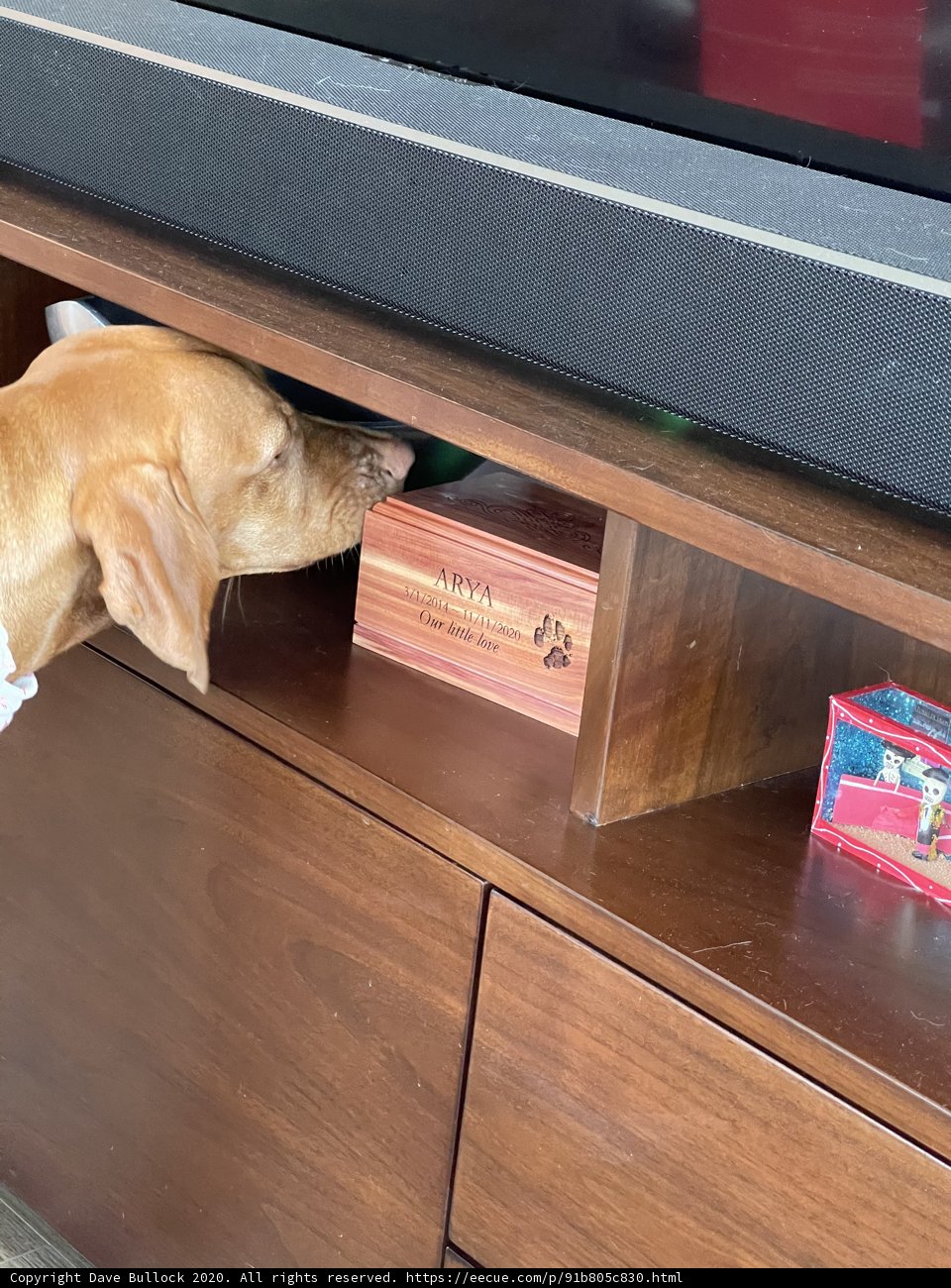 Curious Canine at Home