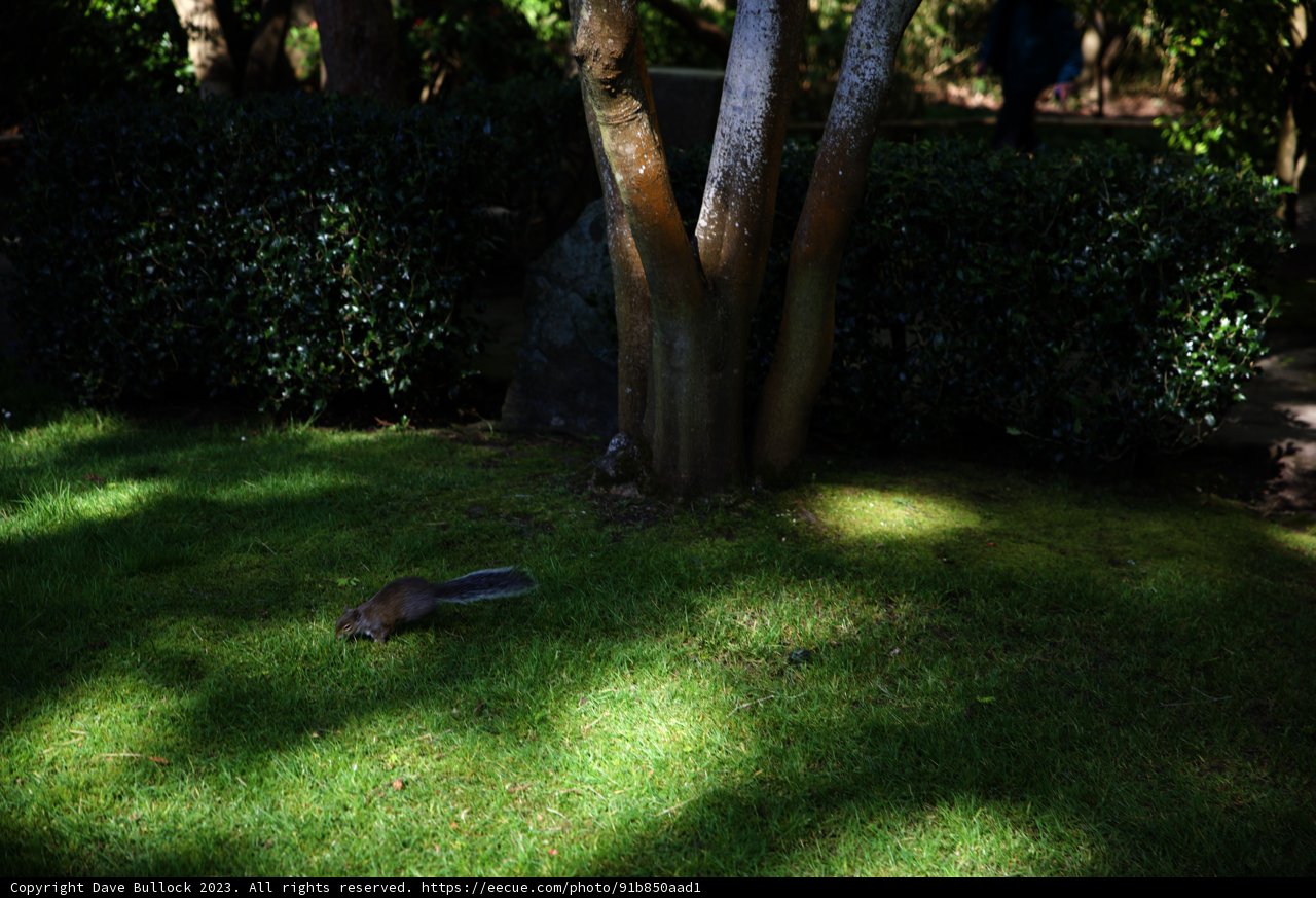 A Squirrel's Stroll in the Japanese Tea Garden