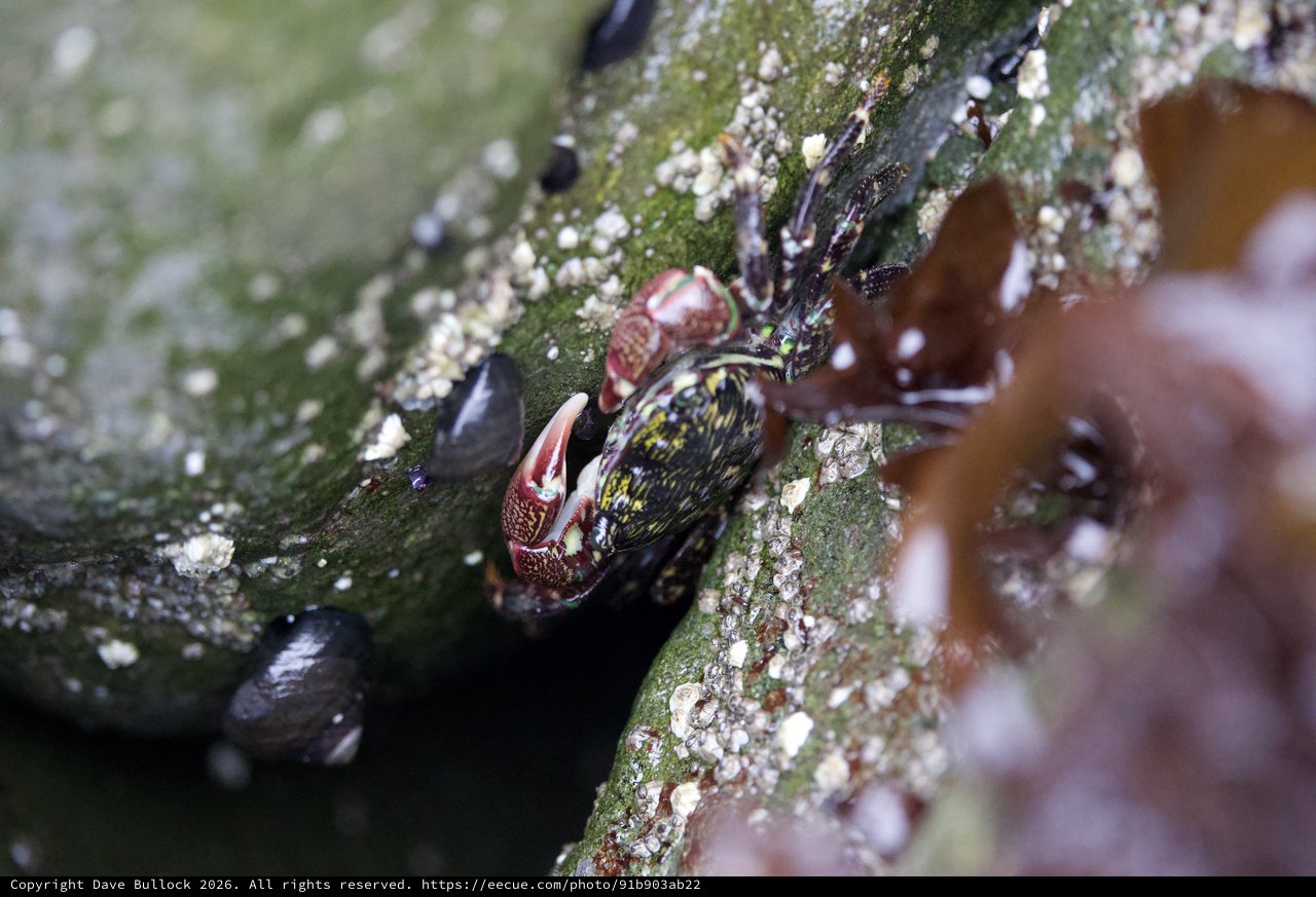 Colorful Shore Crab Hidden Among Intertidal Rocks