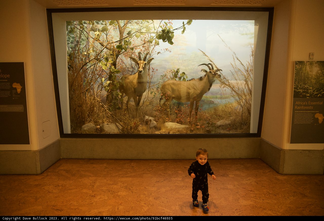 Young Art Enthusiast: A Gaze into the Wild