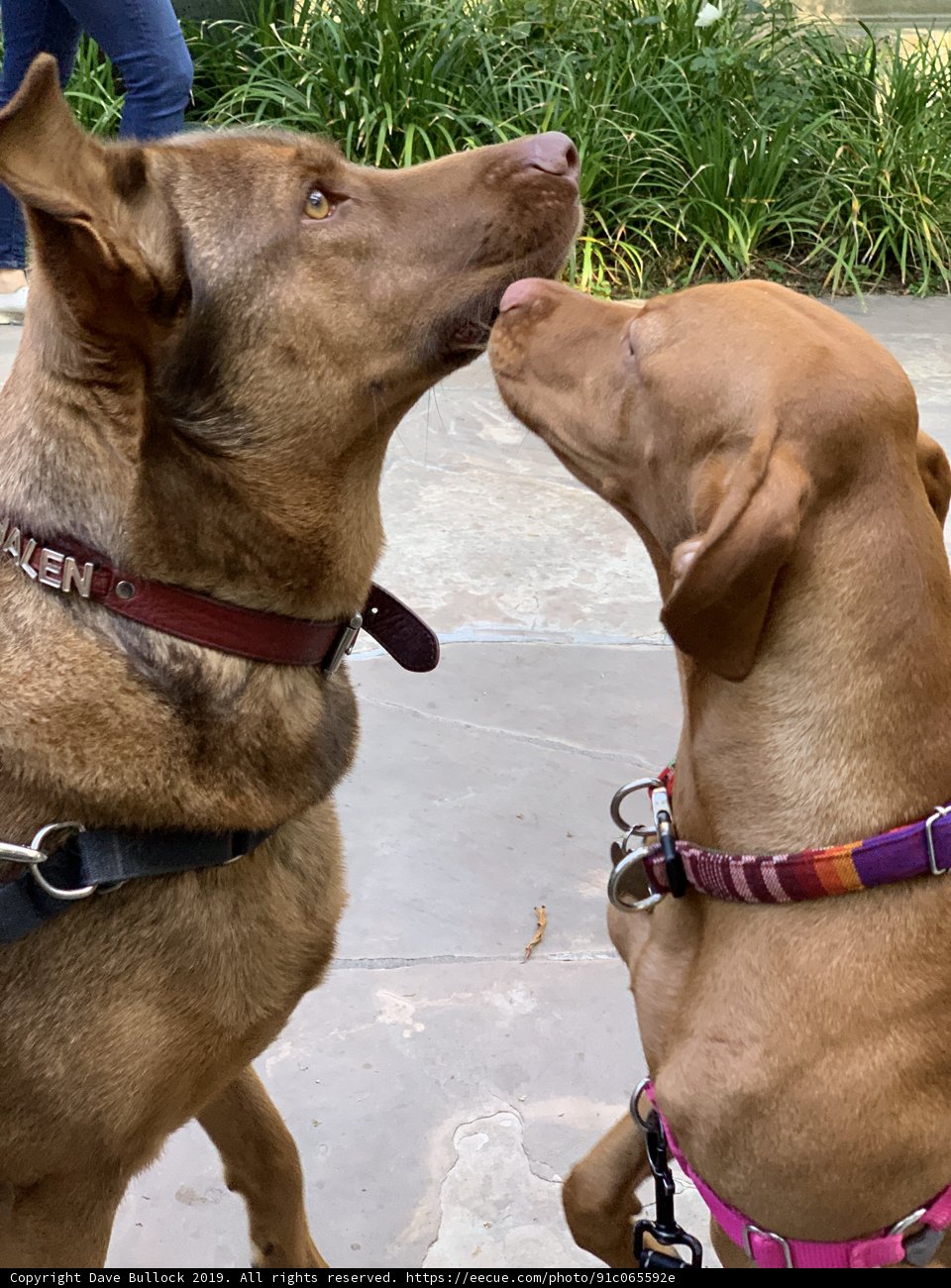 Two Stylish Dogs in West Hollywood