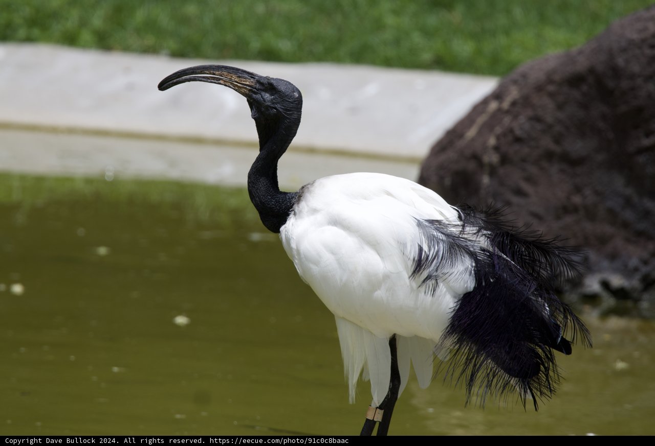 Majestic Elegance at Honolulu Zoo