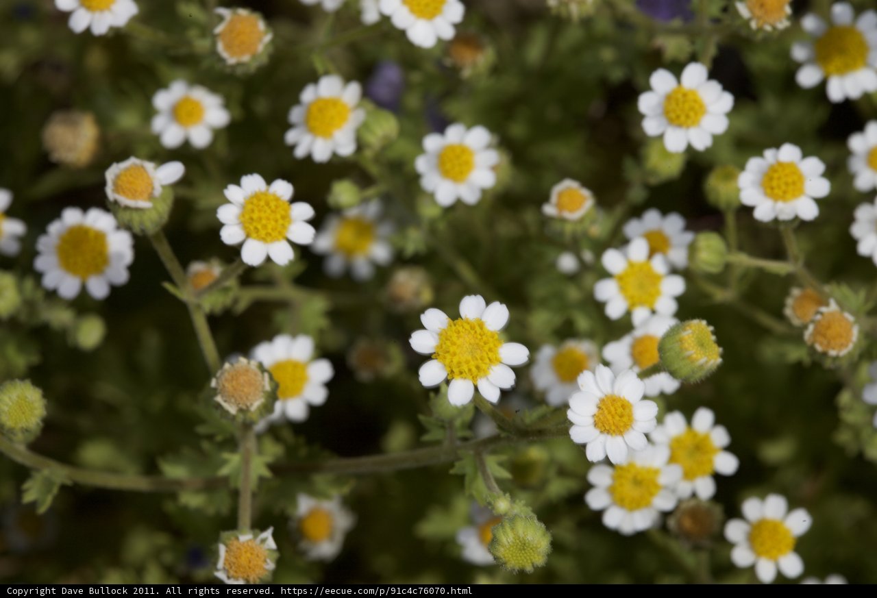 Fields of Daisy Bliss