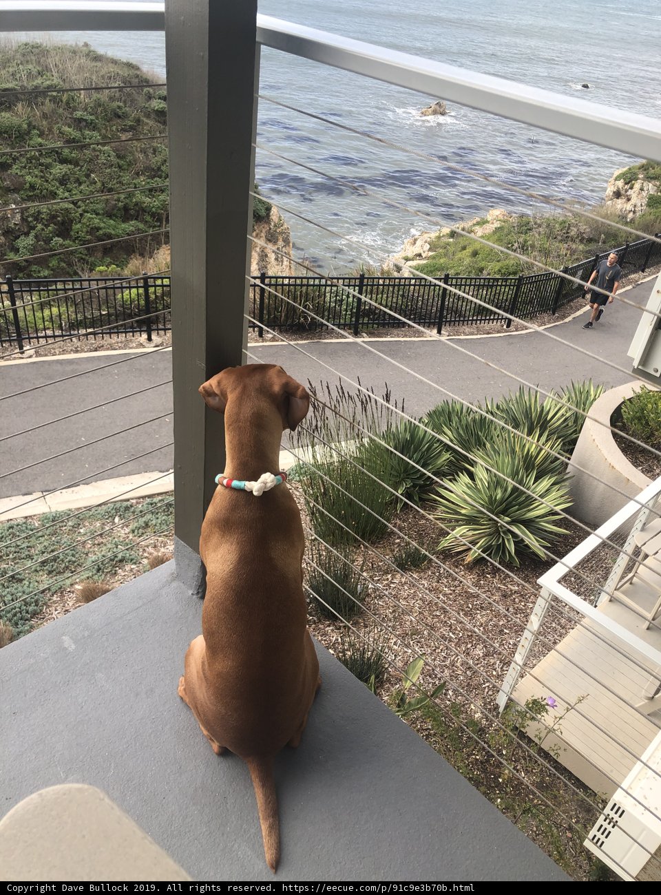 Canine Paradise on the Balcony