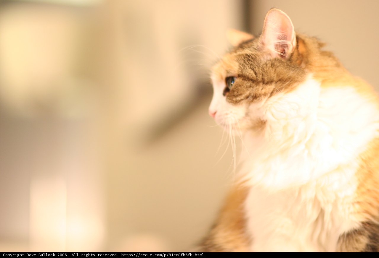 The Regal Abyssinian