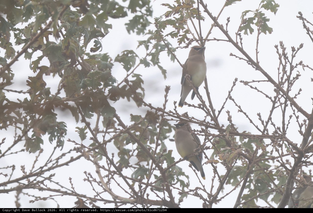 Cedar Waxwings Perched in Winter Tree