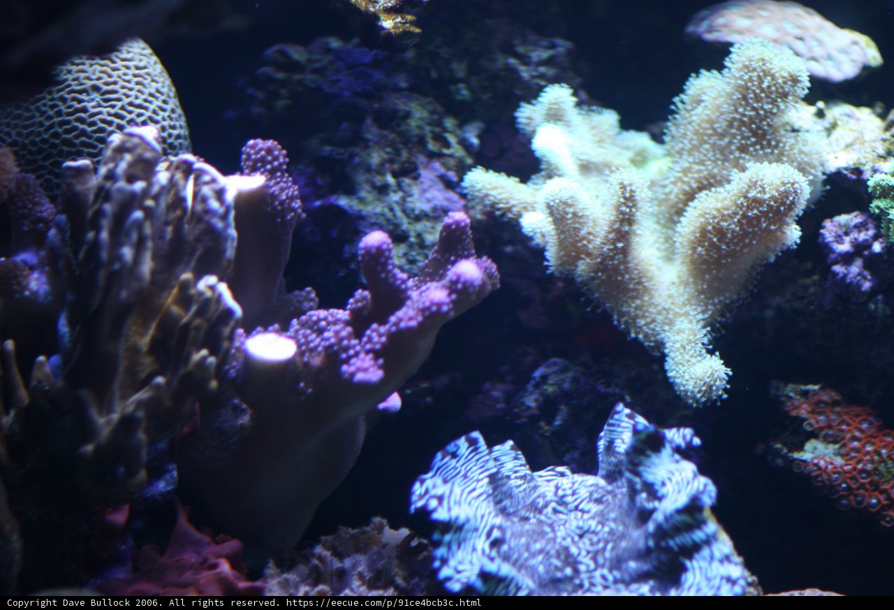 The Colorful Diversity of a Coral Reef