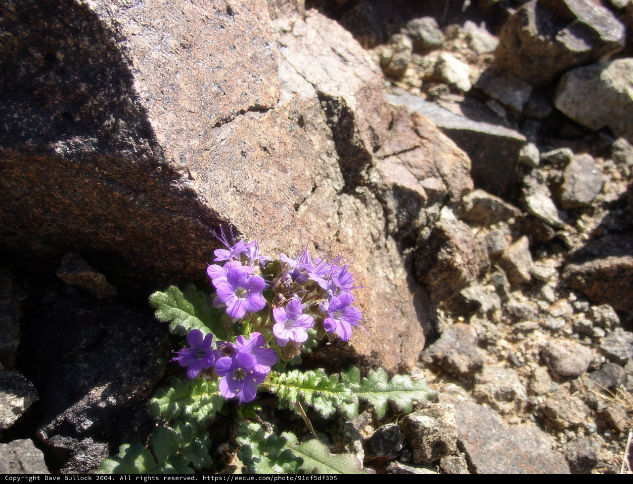 A Majestic Purple Geranium Among the Rocks