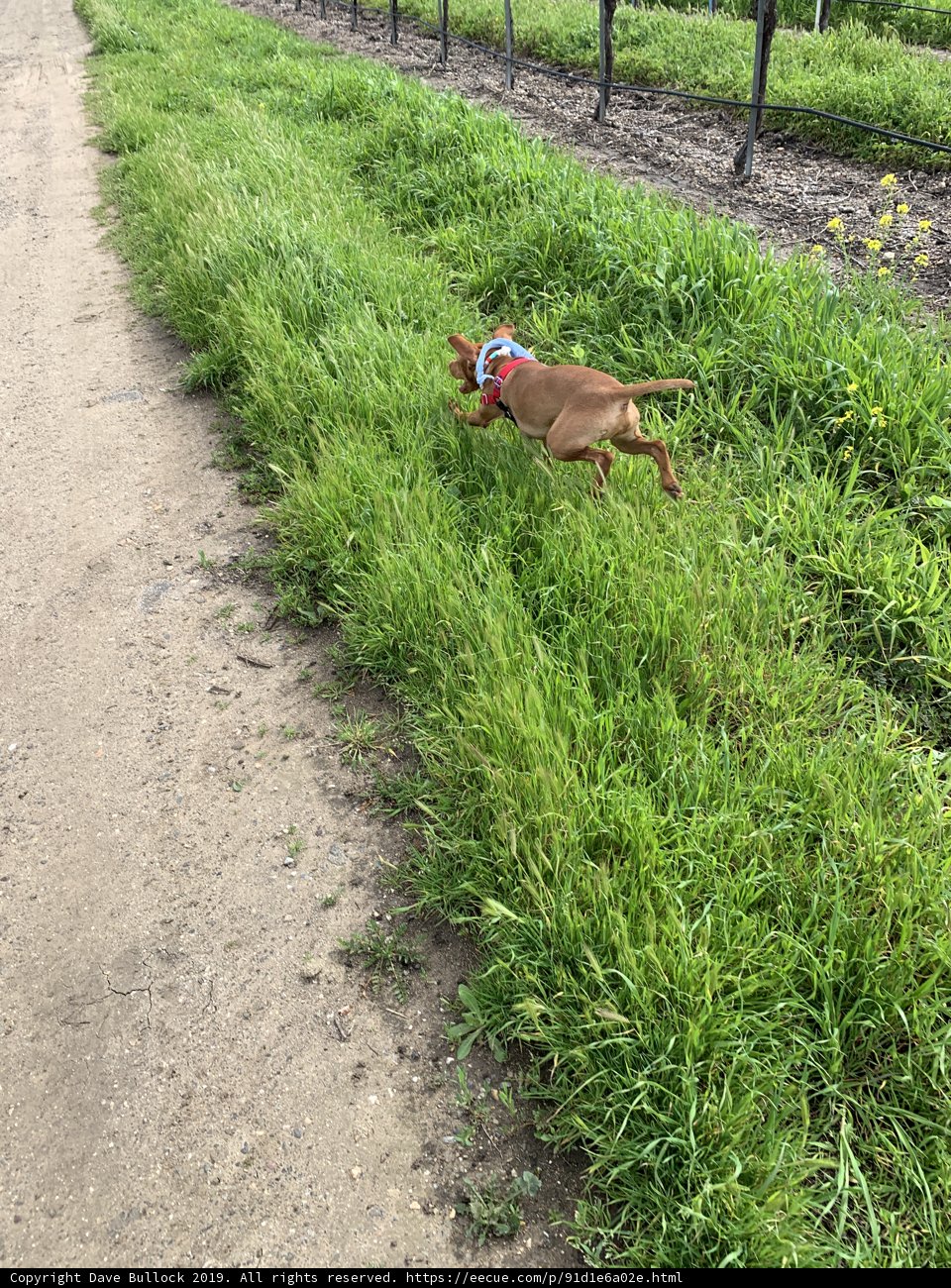 Running Free