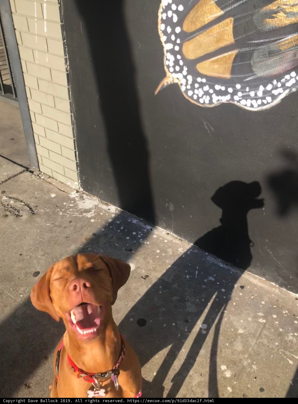 Urban Pup