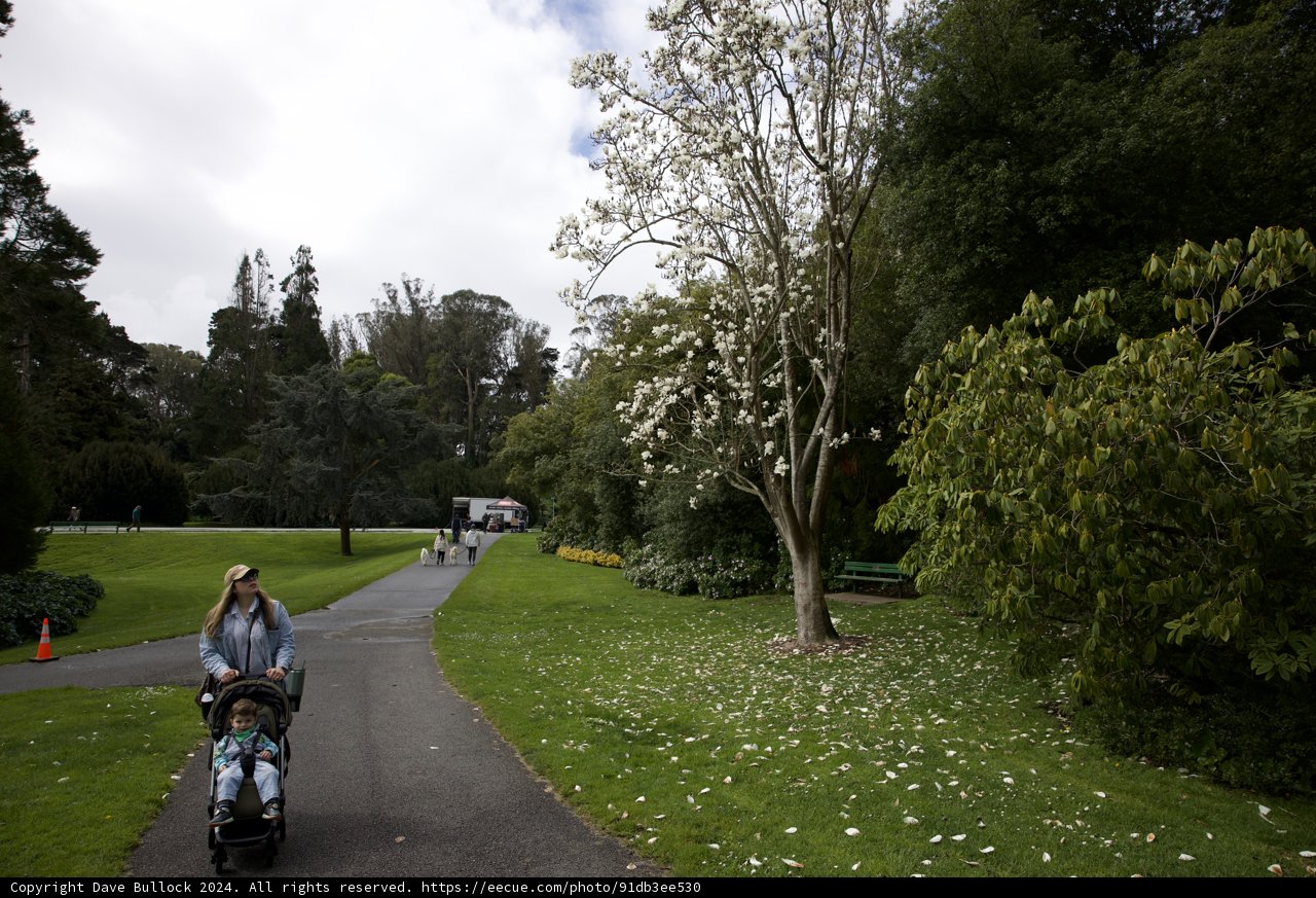 Serenity in Motion: A Stroll in the Gardens
