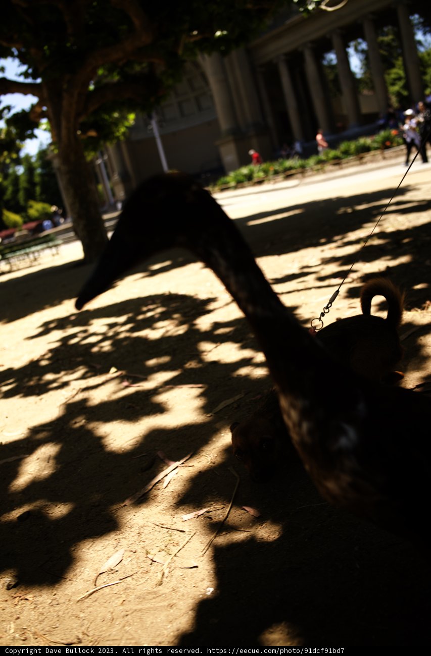 The Majestic Stride: A Captivating Presence in the Park
