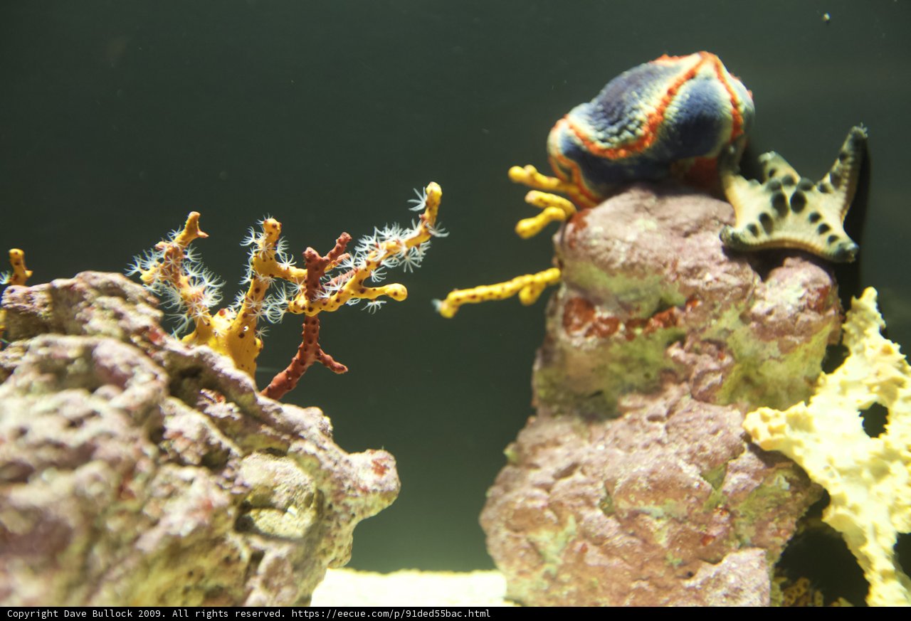 A Colorful Sea Anemone and Coral in the Reef