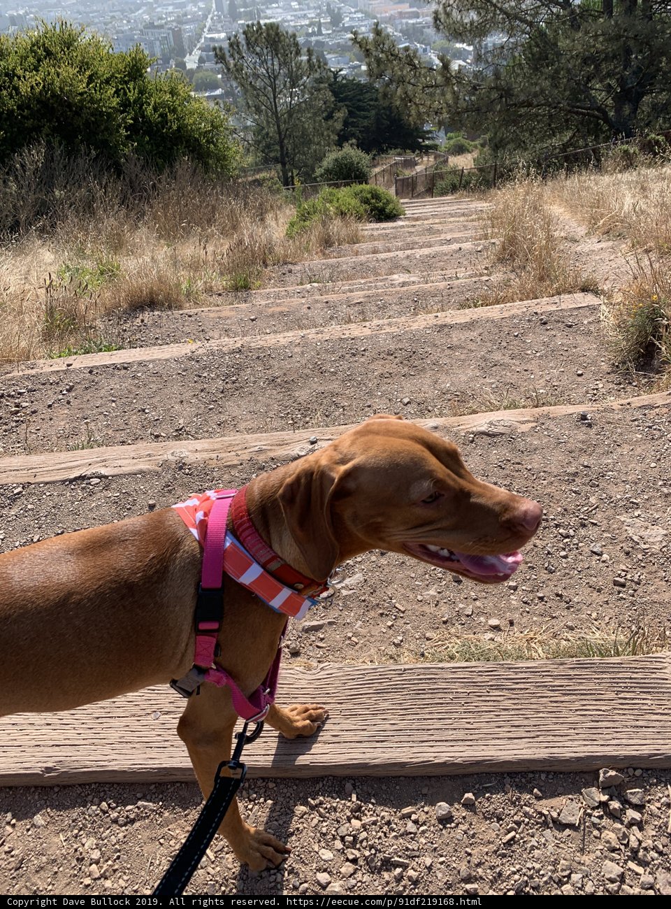 Stairway Companion