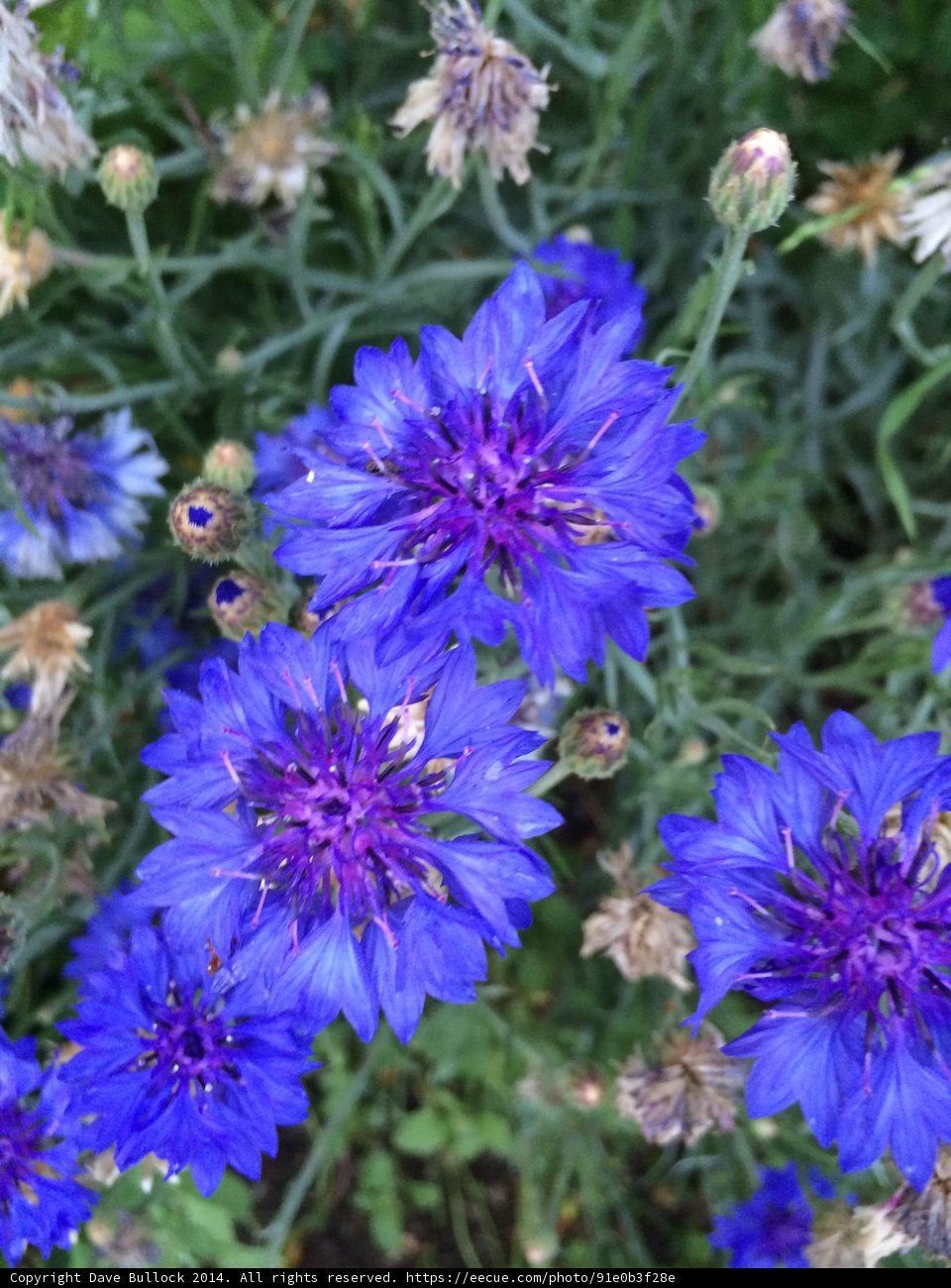 Blooming Blues