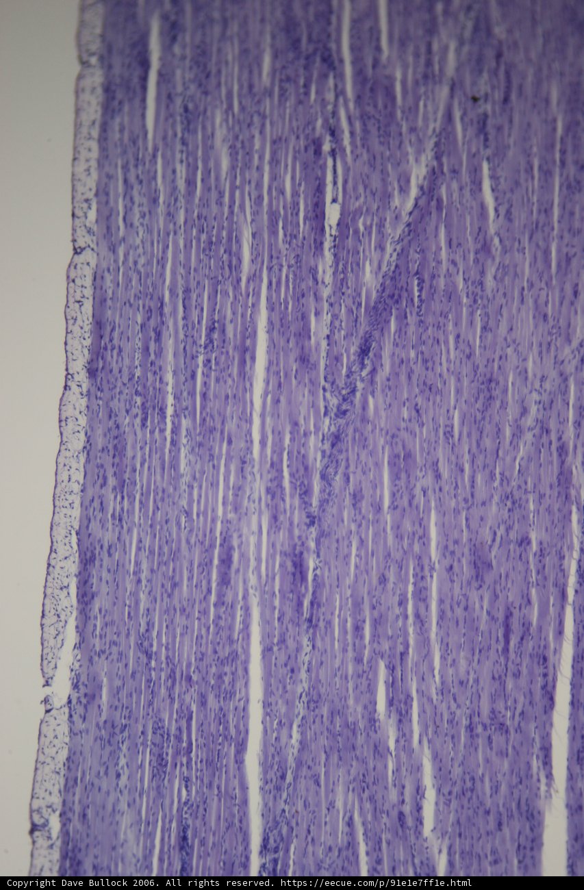 Purple Linen Tissue