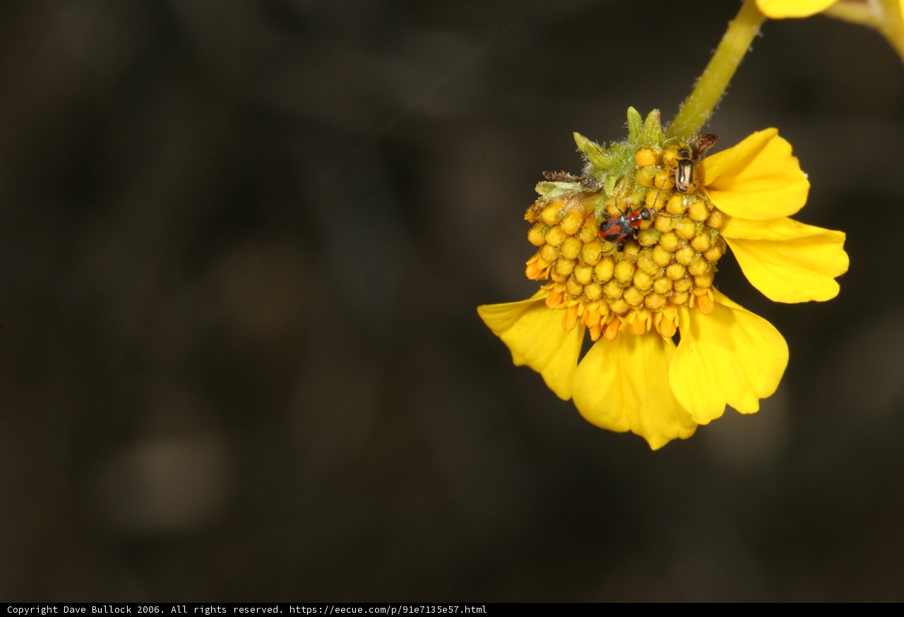 Ladybug on a Yellow Daisy
