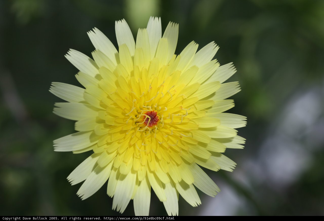 Bright and beautiful daisy capturing the essence of Spring