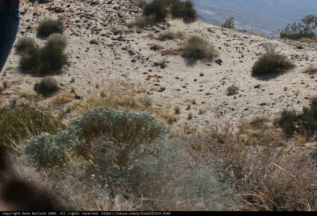 Journey Through the Vast Wilderness