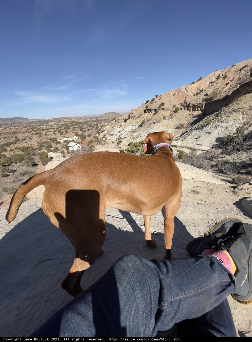 Desert Dog
