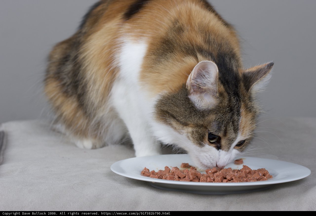 Feast Time for Mr. Manx